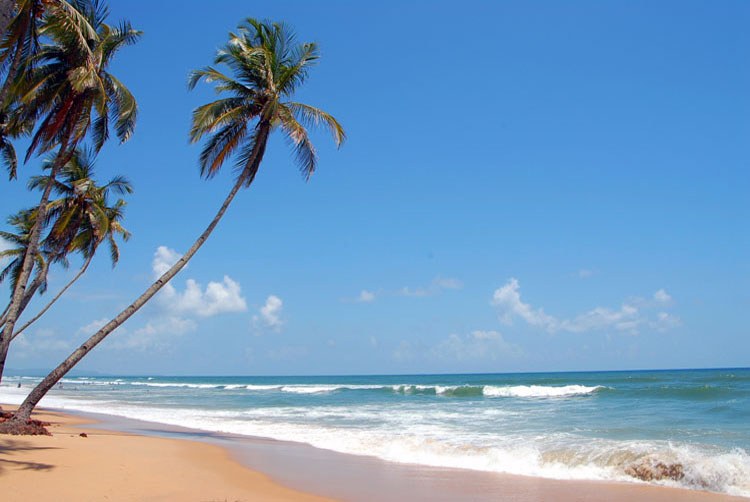Palm trees along Colva Beach, South Goa